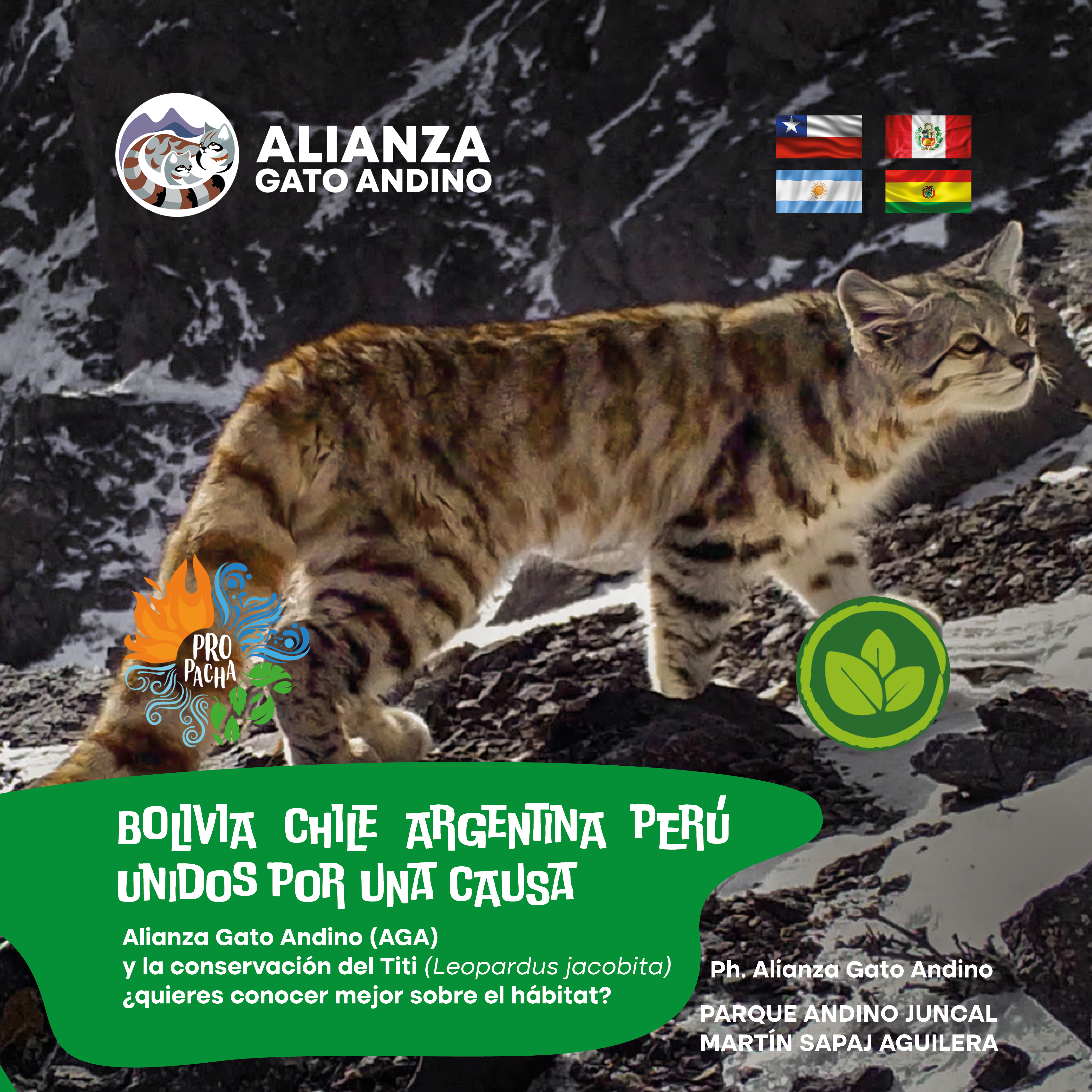 Alianza Gato Andino