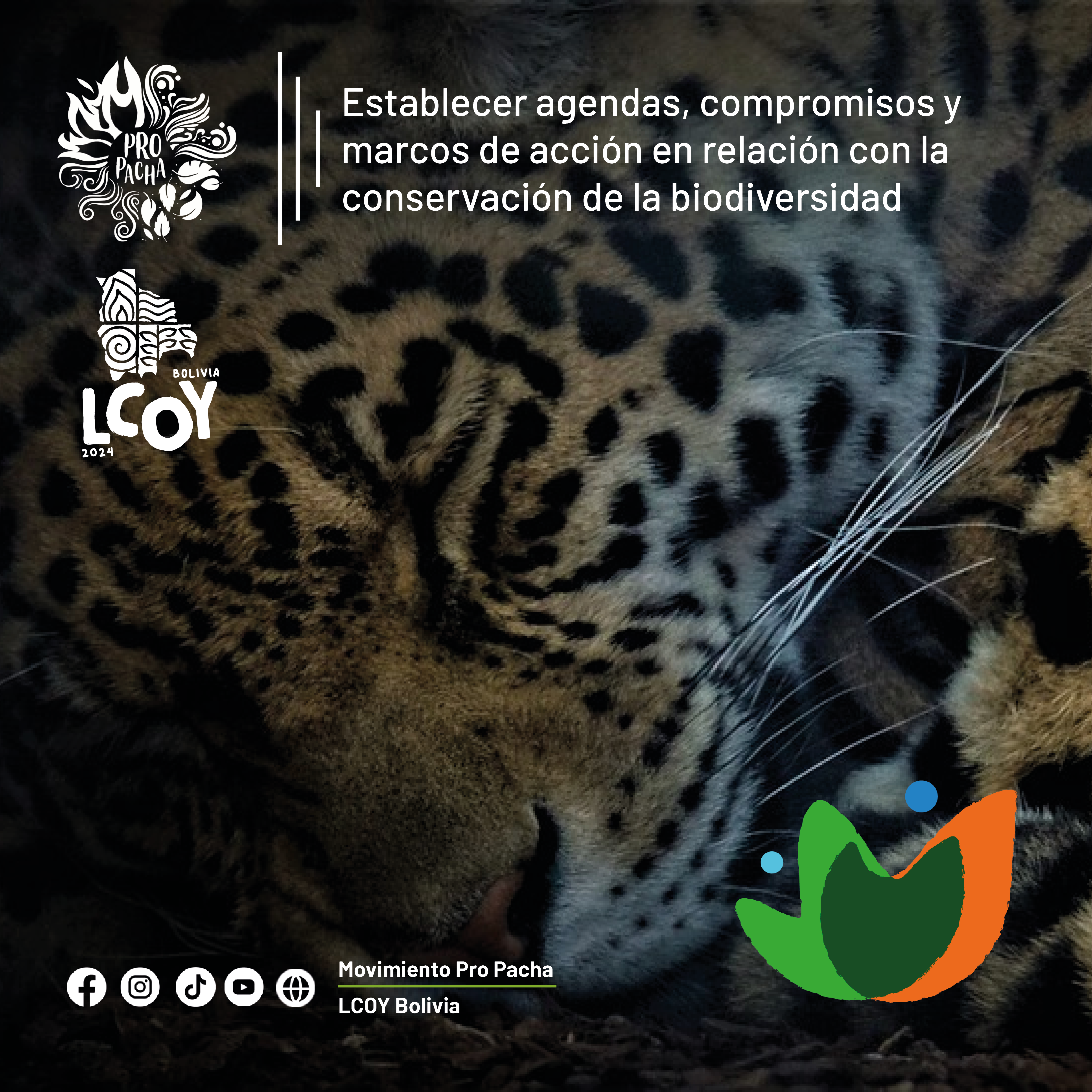 LCOY Jaguar