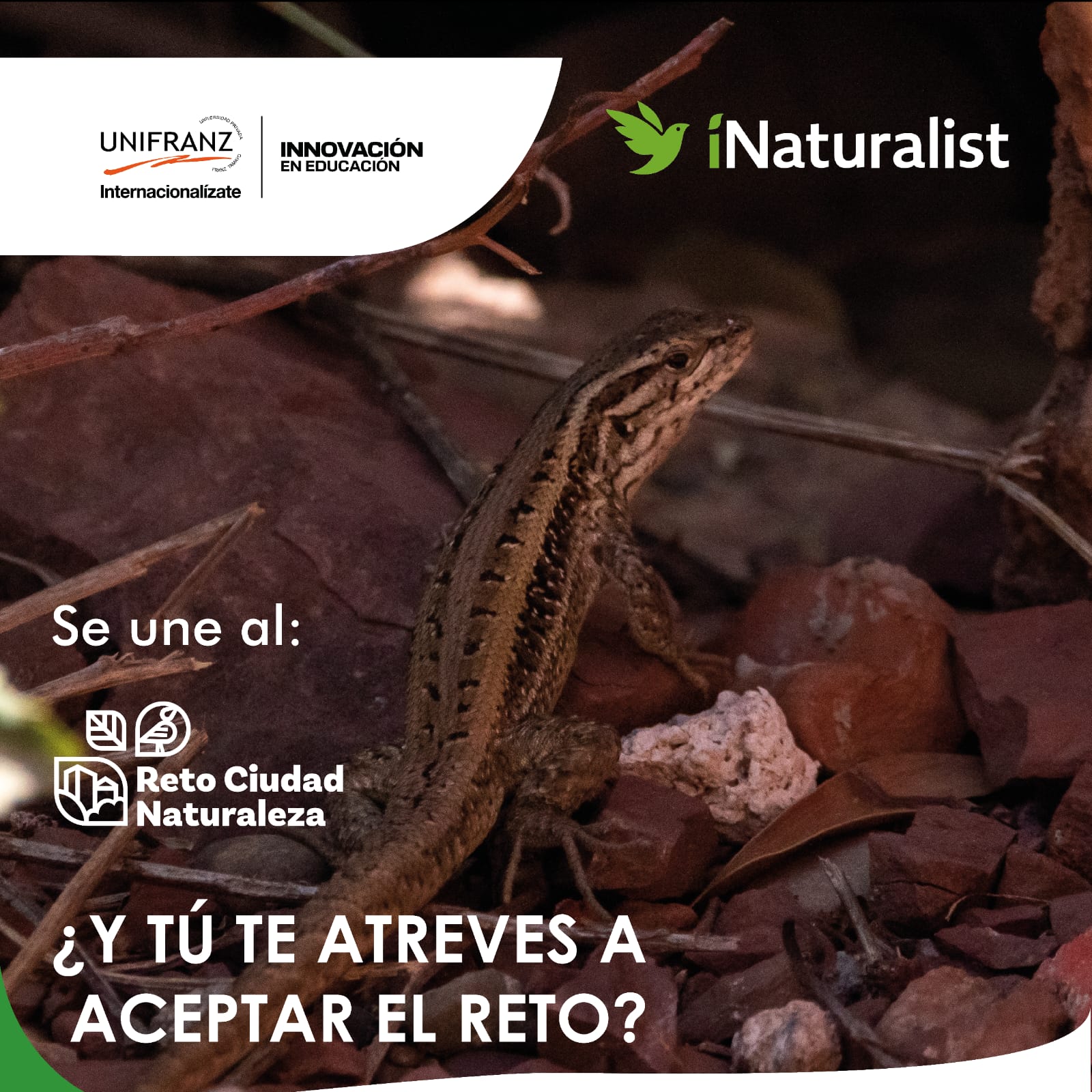 Naturalist Reto